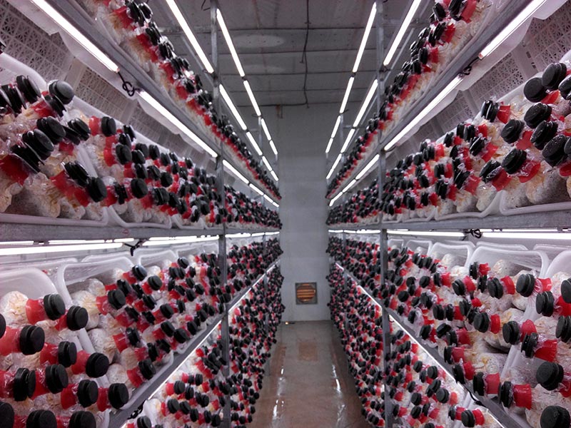 超声波加湿工程